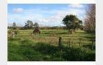 10 acres of flat usable land – Helensville
