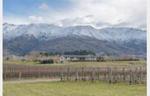 Vineyard With A View