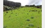 30 Acres Amazing Freehold Land In Puhoi for 685K!!